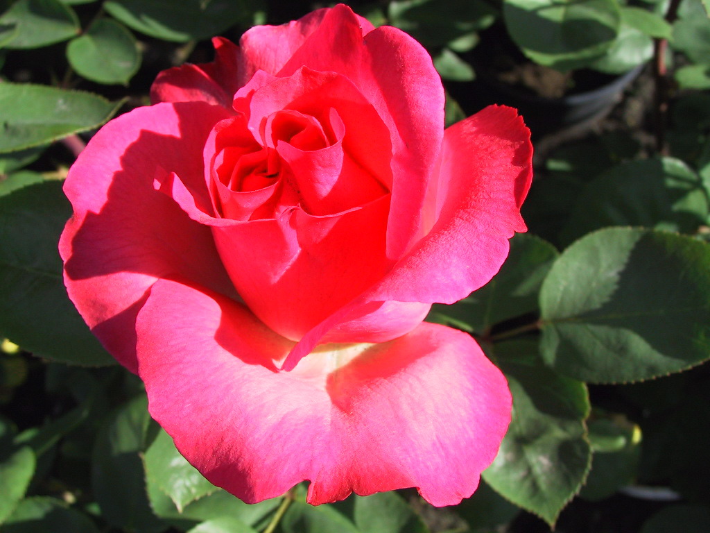 Edelrose Aachener Dom.jpg